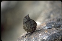 : Geospiza difficilis difficilis; Sharp Beaked Ground Finch