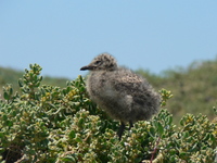 : Larus novaehollandiae; Silver Gull