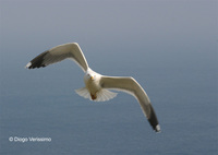 : Larus michahellis; Yellow-legged Gull