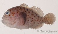 : Caracanthus maculatus