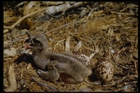 : Pandion haliaetus; Osprey