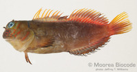: Cirripectes variolosus