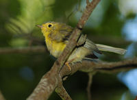 : Wilsonia pusilla; Wilson's Warbler