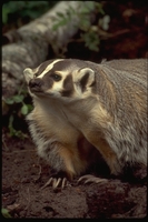 : Taxidea taxus; Badger