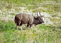 : Tragelaphus angasii; Nyala