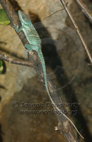 : Anolis smallwoodi palardis