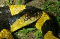 : Bungarus fasciatus; Banded Krait