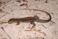 : Cnemidophorus sexlineatus; Six-lined Racerunner