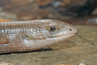 : Ophisaurus apodus; European Glass Lizard