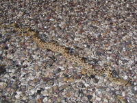 : Pituophis catenifer affinis; Sonoran Gopher Snake