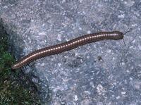 : Karteroiulus alaskanus; Millipede