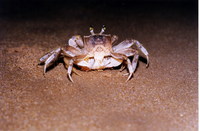 : Ocypode quadrata; Atlantic Ghost Crab