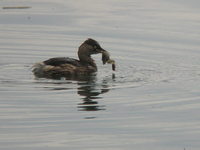 Tachybaptus ruficollis Little Grebe カイツブリ