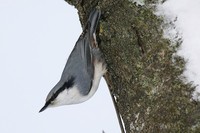 Wood Nuthatch