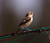 검은딱새 (Common Stonechat)