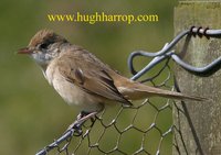 Thick-billed Warbler