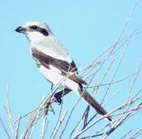 Steppe Shrike