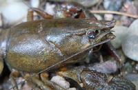 Astacus astacus - Noble Crayfish