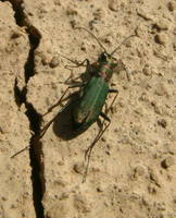 Cylindera germanica