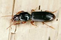 Clivina fossor
