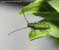 Phytoecia caerulea