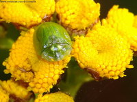 Cassida prasina