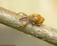 Anthonomus rectirostris