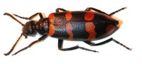 Mylabris abdelkaderi