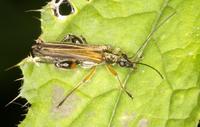 Oedemera podagrariae