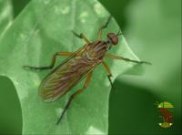 Empis livida - Dance fly