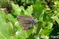 Satyrium acaciae - Sloe Hairstreak