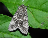 Acronicta megacephala - Poplar Grey