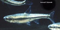 Opsopoeodus emiliae emiliae, Pugnose minnow: