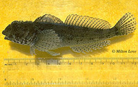 Clinocottus analis, Woolly sculpin: