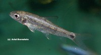 Barbus aboinensis, :
