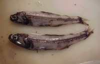 Gymnoscopelus opisthopterus, :