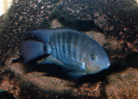 Cryptoheros spilurus, Blue-eye cichlid: aquarium