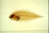 Arnoglossus japonicus, Japanese lefteye flounder:
