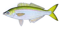 Caesioscorpis theagenes, :