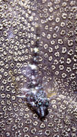 Enneapterygius abeli, Yellow triplefin: