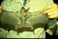 Image of: Chrotopterus auritus (big-eared woolly bat)