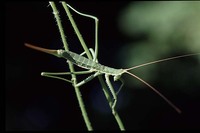 Saga pedo - Predatory Bush Cricket