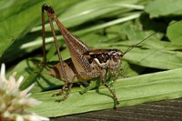Pachytrachis striolatus