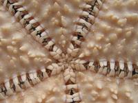 Oreaster reticulatus - cushioned star