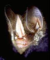 Image of: Mimon crenulatum (striped hairy-nosed bat)