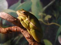 Hyla cinerea - Green Tree Frog