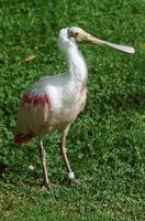 Platalea ajaja - Roseate Spoonbill