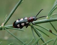 Image of: Crioceris asparagi (asparagus beetle)