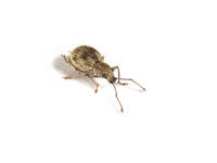 Image of: Curculionidae (snout beetles and weevils)