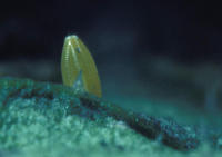 Image of: Pieris rapae (imported cabbageworm)
